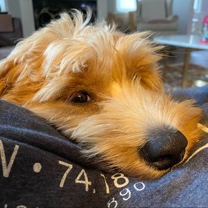 Meet your Posher, Anne